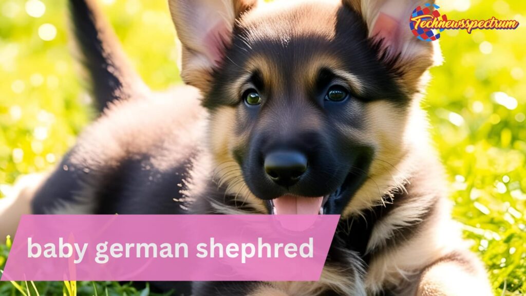 Baby German Shepherd: Everything You Need to Know About Raising This Loyal Companion 2 baby german shephred