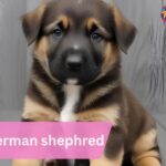 baby german shephred