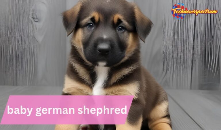 baby german shephred