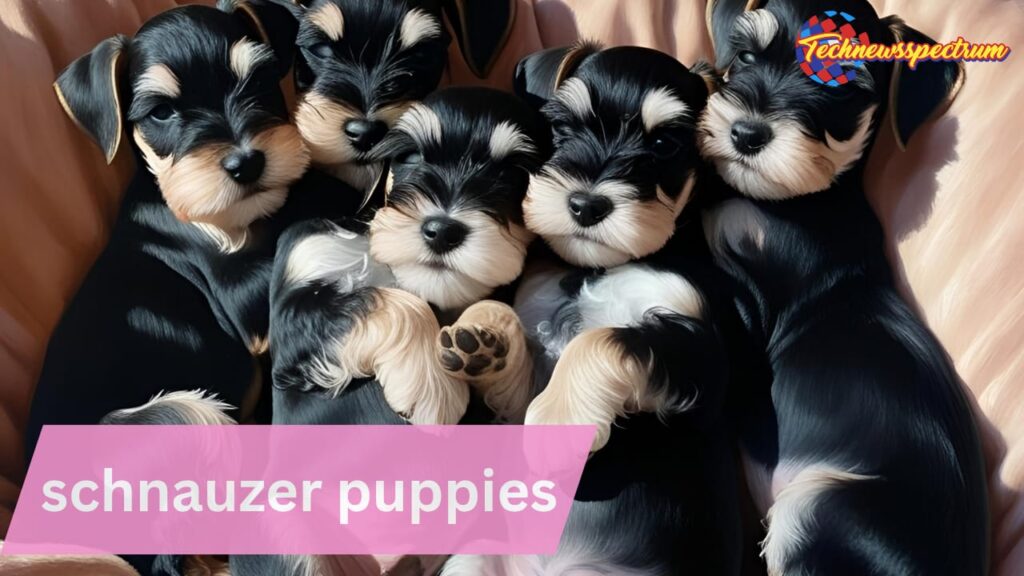 Schnauzer Puppies: Your Ultimate Guide to Raising a Lively Companion 2 schnauzer puppies