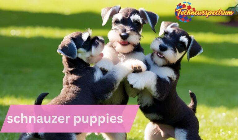 schnauzer puppies